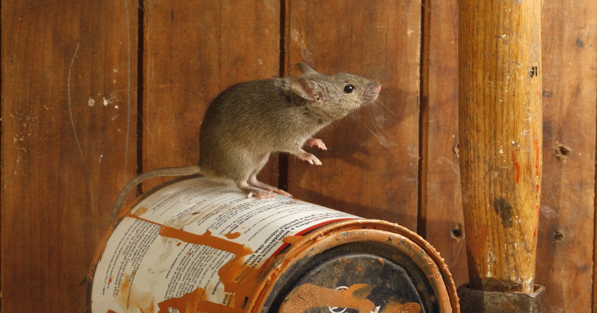 WATCH Man captures video of mouse cleaning up his shed every night • PhilSTAR Life